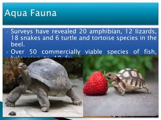  Surveys have revealed 20 amphibian, 12 lizards,
18 snakes and 6 turtle and tortoise species in the
beel.
 Over 50 commercially viable species of fish,
belonging to 19 families have been identified,
which supplies stock to other nearby wetlands
and rivers.
 The beel provides food, acts as a spawning and
nursery water body; some of the species breed
within the beel
9
 