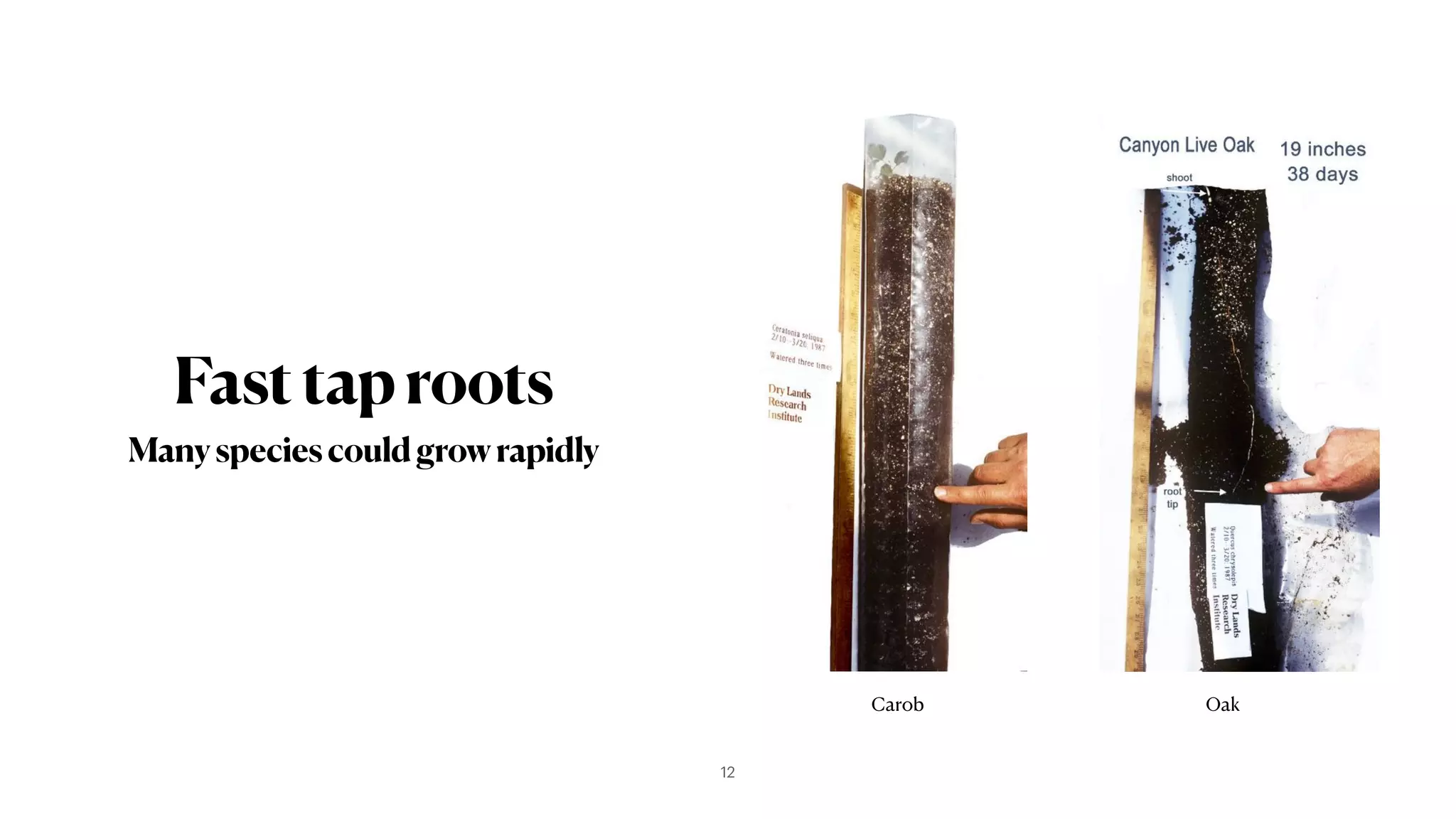 Fasttaproots
Manyspeciescouldgrowrapidly
Carob Oak
12
 