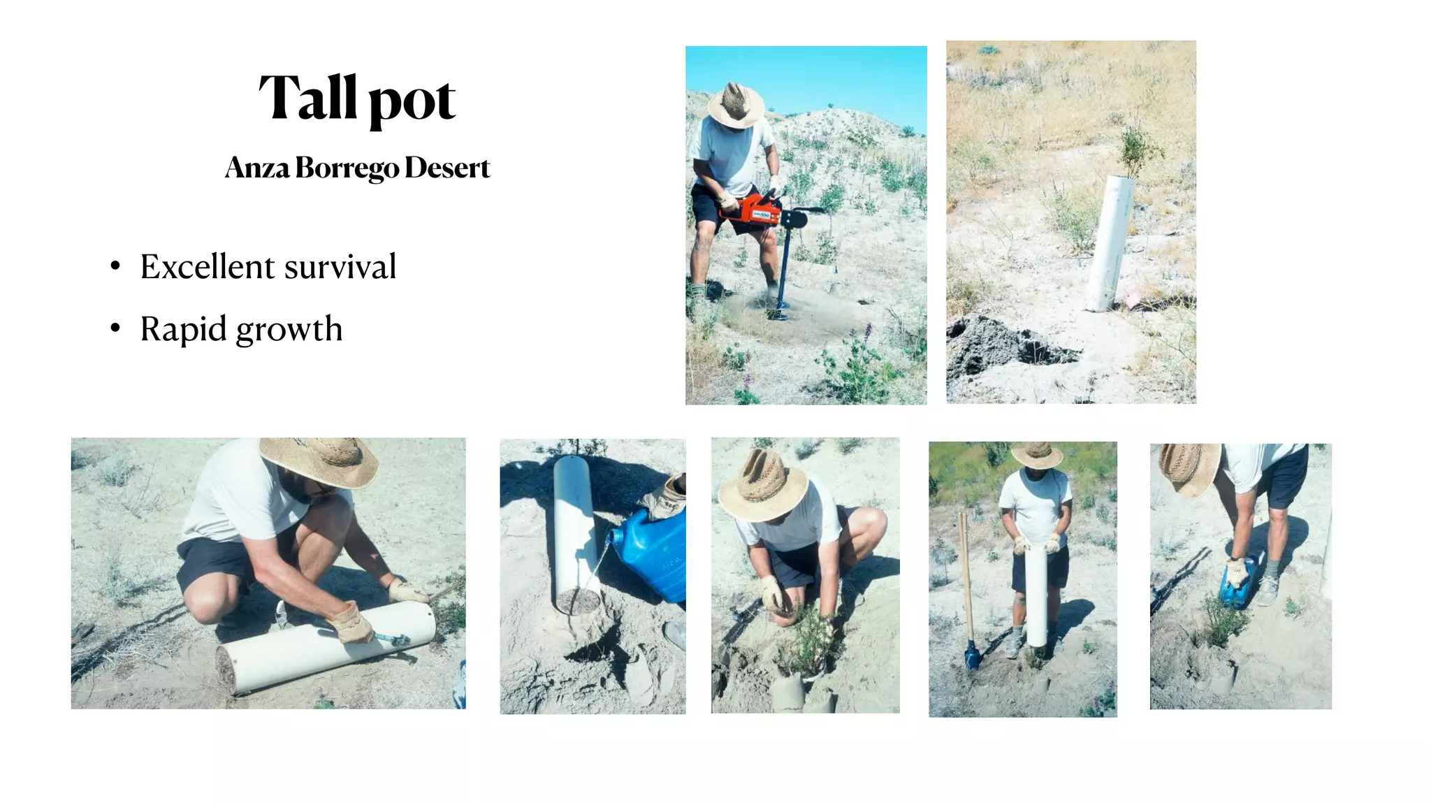 Tallpot
AnzaBorregoDesert
• Excellent survival
• Rapid growth
 