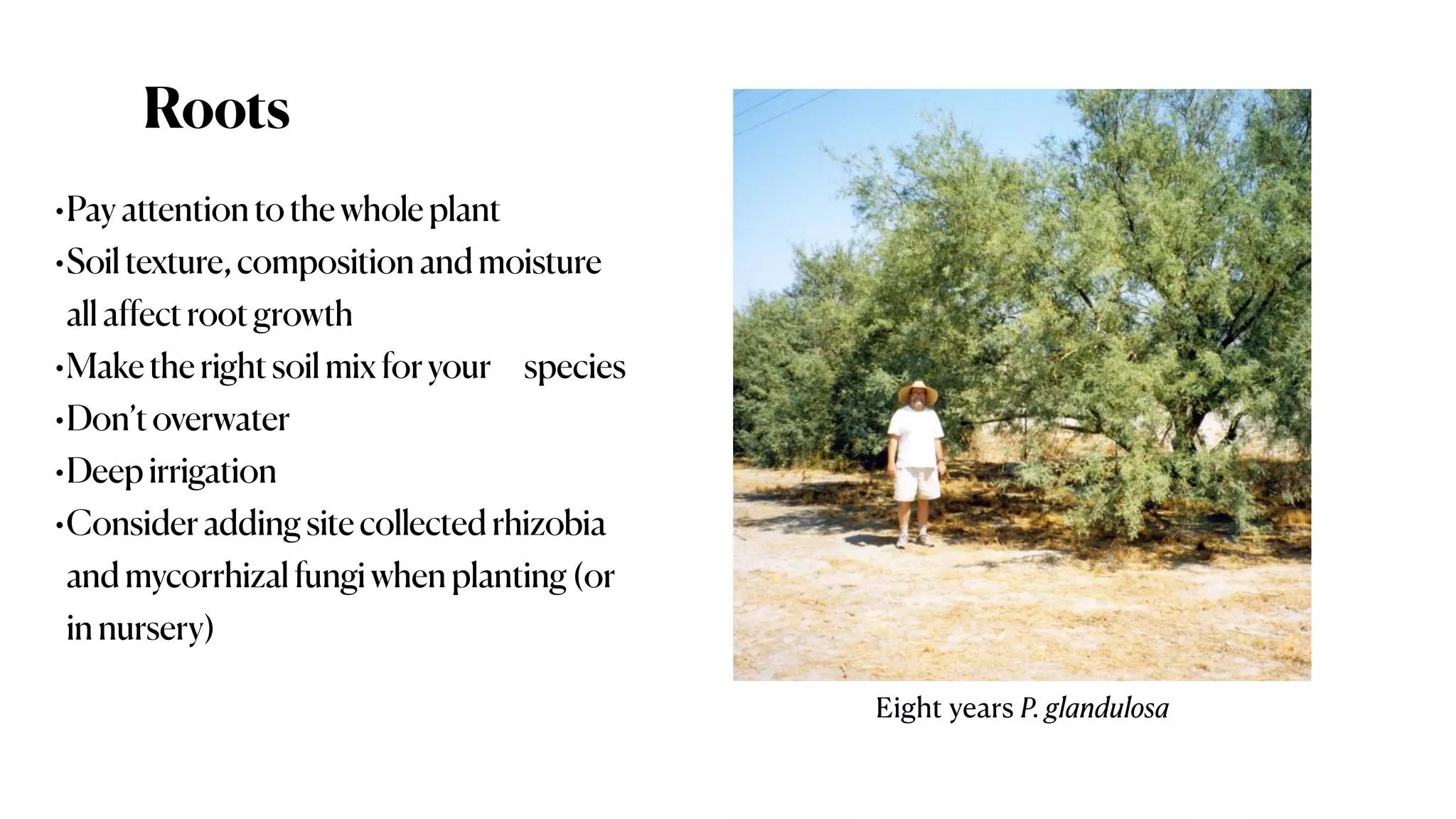 Roots
•Pay attentionto thewholeplant
•Soiltexture,compositionandmoisture
all affectrootgrowth
•Make therightsoilmix foryour species
•Don’toverwater
•Deep irrigation
•Consideraddingsite collectedrhizobia
andmycorrhizalfungiwhenplanting(or
innursery)
Eight years P. glandulosa
 