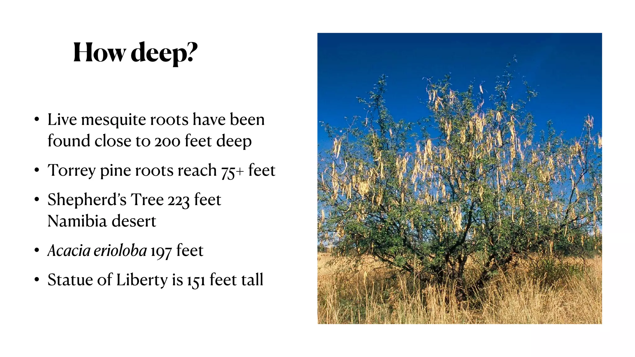 Howdeep?
• Live mesquite roots have been
found close to 200 feet deep
• Torrey pine roots reach 75+ feet
• Shepherd’s Tree 223 feet
Namibia desert
• Acacia erioloba 197 feet
• Statue of Liberty is 151 feet tall
 