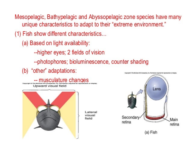 deep sea adaptations Adaptations to hydrostatic pressure in protein structure and organic osmolytes in deep-sea animals paul h yancey1 1biology department, whitman. deep sea adaptations Adaptations to hydrostatic pressure in protein structure and organic osmolytes in deep-sea animals paul h yancey1 1biology department, whitman.