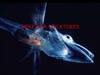 Deep sea creatures
 