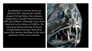 Deep sea ecosystem