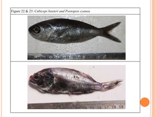 0
0.5
1
1.5
2
2.5
3
Fatpercentage
Graph 3: % of fat content observed in deep-sea fish samples
Cr 322
Cr 332
Cr338
Graph 3 ...