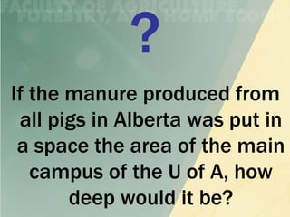 If the manure produced from
 all pigs in Alberta was put in
 a space the area of the main
   campus of the U of A, how
       deep would it be?
 