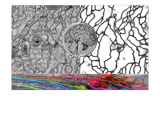 Our Deep Learner
Won ISBI 2012 Brain
Image Segmentation
Contest:
First feedforward
Deep Learner to win
an image
segmentation
competition
(but compare deep
recurrent LSTM
2009: segmentation
& classification)
Our Deep Learner
Won ISBI 2012 Brain
Image Segmentation
Contest:
First feedforward
Deep Learner to win
an image
segmentation
competition
(but compare deep
recurrent LSTM
2009: segmentation
& classification)
 