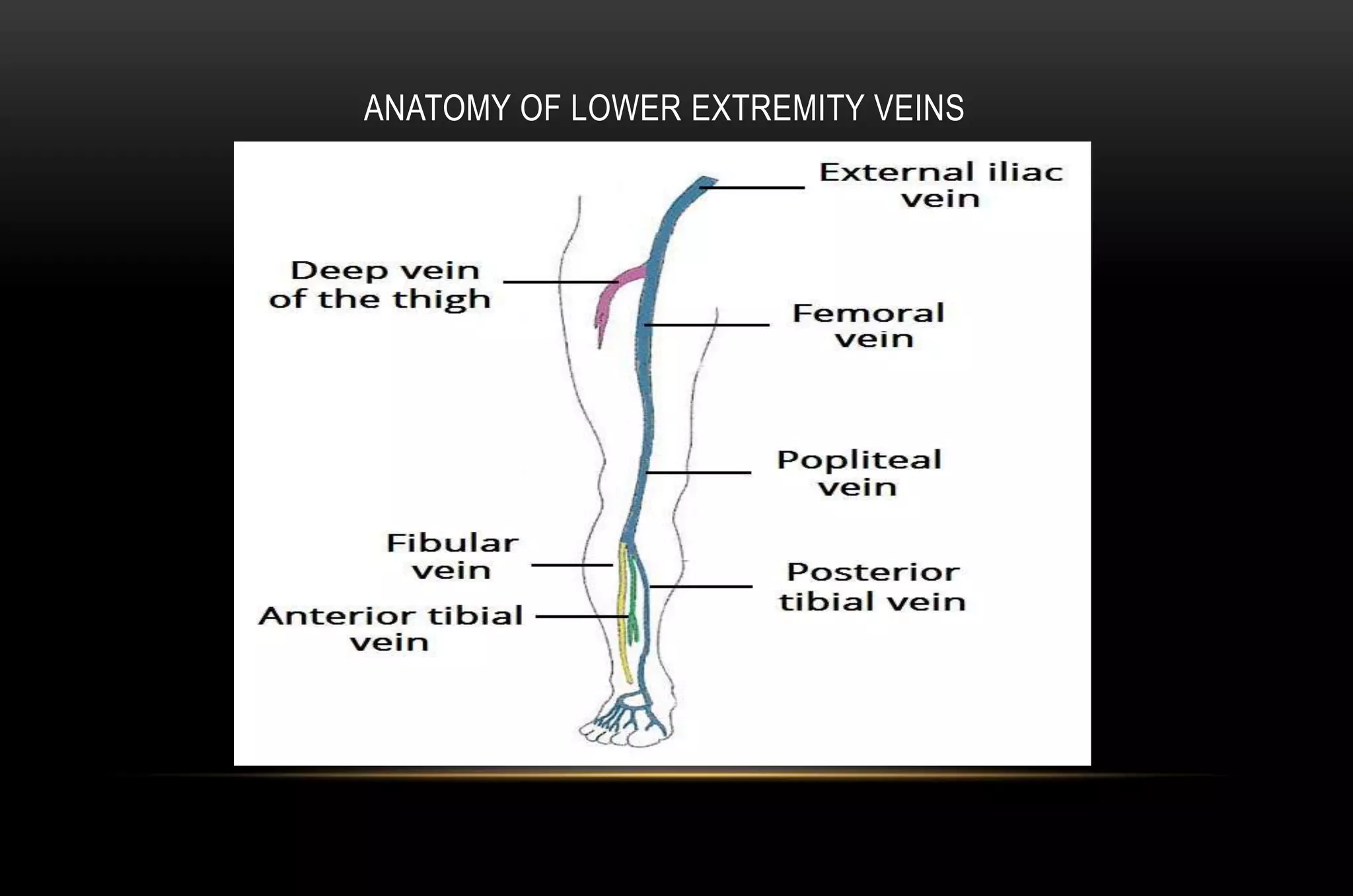 ANATOMY OF LOWER EXTREMITY VEINS
 