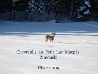 Chevreuils  au  Petit  Lac  Macpès  Rimouski Hiver 2009 
