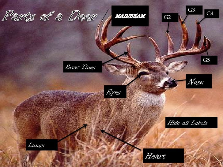 Deer deer