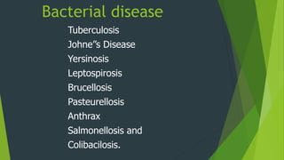 Bacterial disease
Tuberculosis
Johne”s Disease
Yersinosis
Leptospirosis
Brucellosis
Pasteurellosis
Anthrax
Salmonellosis and
Colibacilosis.
 