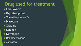 Drug used for treatment
 Enrofloxacin
 Oxytetracycline
 Trimethoprim sulfa
 Diazepam
 Xylazine
 Ketamin
 Ivermectin
 Dexamethasone
 caprofen
 