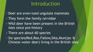 Introduction
 Deer are even-toed ungulate mammals
 They form the family cervidae
 Wild deer have been present in the British
isles since pre-history
 There are about 60 species
 Six species(Red,Roe,Fallow,Sika,Muntjac &
Chinese water deer) living in the British isles
 