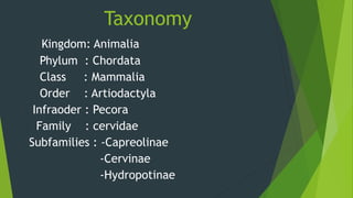 Taxonomy
Kingdom: Animalia
Phylum : Chordata
Class : Mammalia
Order : Artiodactyla
Infraoder : Pecora
Family : cervidae
Subfamilies : -Capreolinae
-Cervinae
-Hydropotinae
 