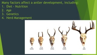 http://www.deerhunting.ws/deeraging.htm
Many factors affect a antler development, including:
1. Diet - Nutrition
2. Age
3. Genetics
4. Herd Management
 