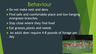 Behaviour
 Do not make nest and dens
 Find safe and comfortable place and low hanging
evergreen branches
 Stay close where they find food
 Eat grasses,plants and weeds
 An adult deer require 4-8 pounds of forage per
day
 