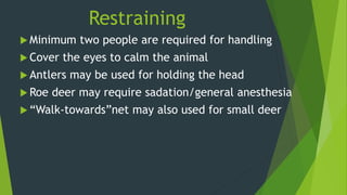 Restraining
 Minimum two people are required for handling
 Cover the eyes to calm the animal
 Antlers may be used for holding the head
 Roe deer may require sadation/general anesthesia
 “Walk-towards”net may also used for small deer
 