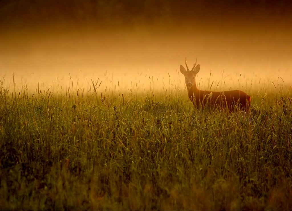 Deer In The Wheat Field