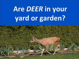 Are  DEER  in your yard or garden? 