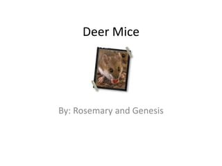 Deer Mice By: Rosemary and Genesis 