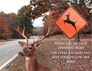 Deer Accidents 