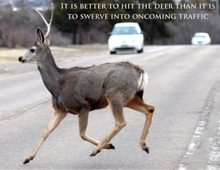 Deer Accidents 