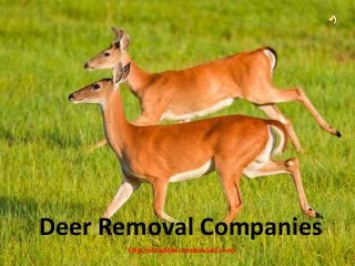 Deer Removal Companies
http://deaddeerremovalatl.com/
 