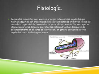 Fisiología.
 Las células eucariotas contienen en principio mitocondrias, orgánulos que
  habrían adquirido por endosimbiosis de ciertas bacterias primitivas, lo que les
  dota de la capacidad de desarrollar un metabolismo aerobio. Sin embargo, en
  algunas eucariotas del reino protistas las mitocondrias han desaparecido
  secundariamente en el curso de la evolución, en general derivando a otros
  orgánulos, como los hidrogeno somas
 