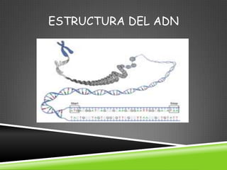 ESTRUCTURA DEL ADN
 