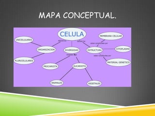 MAPA CONCEPTUAL.
 