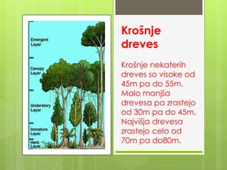 Krošnje
dreves
Krošnje nekaterih
dreves so visoke od
45m pa do 55m.
Malo manjša
drevesa pa zrastejo
od 30m pa do 45m.
Najvišja drevesa
zrastejo celo od
70m pa do80m.
 