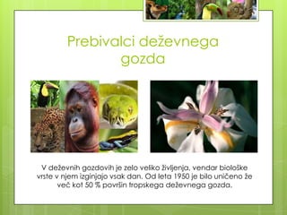 Prebivalci deževnega
                gozda




 V deževnih gozdovih je zelo veliko življenja, vendar biološke
vrste v njem izginjajo vsak dan. Od leta 1950 je bilo uničeno že
       več kot 50 % površin tropskega deževnega gozda.
 