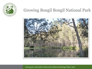 Growing Bongil Bongil National Park 