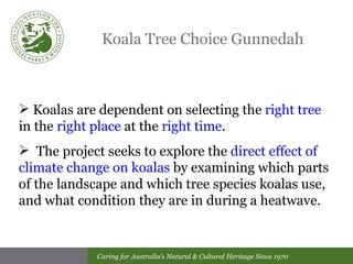 Koala Tree Choice Gunnedah Koalas are dependent on selecting the  right tree  in the  right place  at the  right time . The project seeks to explore the  direct effect of climate change on koalas  by examining which parts of the landscape and which tree species koalas use, and what condition they are in during a heatwave. 