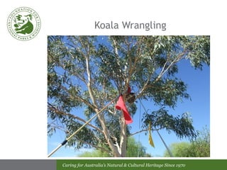 Koala Wrangling 