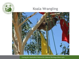 Koala Wrangling 