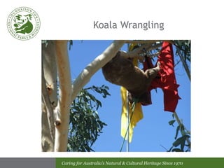 Koala Wrangling 