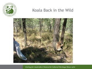 Koala Back in the Wild 