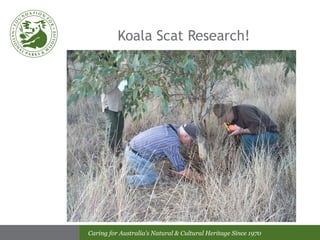 Koala Scat Research! 