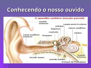 Conhecendo o nosso ouvido
Conhecendo o nosso ouvido
 