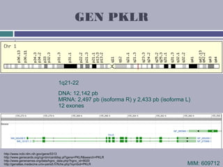 GEN PKLR




                                   1q21-22
                                   DNA: 12,142 pb
                ...