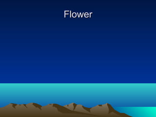 Flower
 