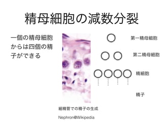 ĸΜp
һξĸ
Ăξ
ӤǤ
һĸ
ڶĸ

Nephron@Wikipedia
ܤǤξӤ

 