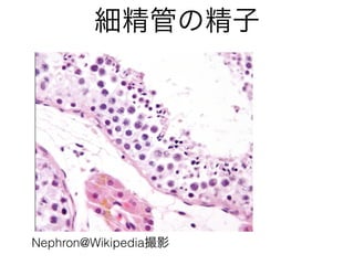 Nephron@WikipediaӰ
ܤξ
 