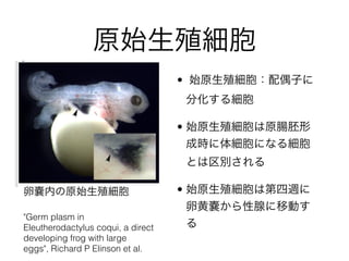 ԭʼֳ
? ʼԭֳż
˷ֻ뼚
? ʼԭֳԭc
γɕr弚ˤʤ
Ȥe
? ʼԭֳϵL
ѻƇ٤
Ӥ
"Germ plasm in
Eleutherodactylus coqui, a direct
developing frog with large
eggs", Richard P Elinson et al.
чڤԭʼֳ
 