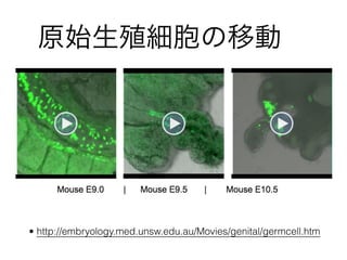 ԭʼֳƄ
? http://embryology.med.unsw.edu.au/Movies/genital/germcell.htm
 