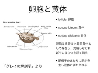 ѰȻ
? follicle: Ѱ
? corpus luteum: 
? corpus albicans: 
Ѱ14g
Ȥƴڤܾʤ
ФUʧ
? żӤΤޤ˶k
Һ˜롸쥤νѧ
 