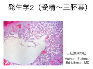 発生学2（受精∼三胚葉）
Author Euthman
Ed Uthman, MD
三胚葉期の胚
 