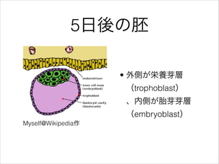 5
Myself@Wikipedia
? ȤBѿ
trophoblast
ڂȤ̥ѿѿ
embryoblast
 