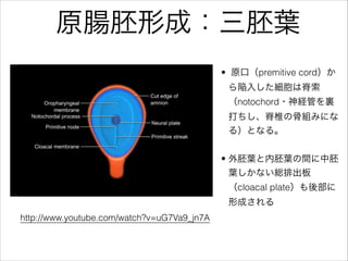 http://www.youtube.com/watch?v=uG7Va9_jn7A
ԭcγɣ~
? ԭڣpremitive cord
뤷ϼ
notochord?UܤY
׵ιǽMߤˤ
룩Ȥʤ롣
? ~~g
~ʤtų
cloacal plateᲿ
γɤ
 